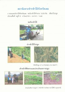 สถานีเพาะชำกล้าไม้จังหวัดเลย - แปลงปลูกต้นไม้59 แปลงที่ 3