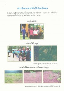 สถานีเพาะชำกล้าไม้จังหวัดเลย - แปลงปลูกต้นไม้59 แปลงที่ 4