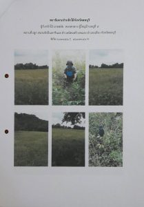 สถานีเพาะชำกล้าไม้จังหวัดลพบุรี-แปลงปลูกต้นไม้ 59 แปลงที่ 2