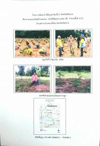 โครงการพัฒนาป่าไม้ทุ่งกุลาร้องไห้ 2 จังหวัดศรีสะเกษ - แปลงปลูกต้นไม้ 59 แปลงที่ 2