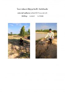 โครงการพัฒนาป่าไม้ทุ่งกุลาร้องไห้ 1 จังหวัดร้อยเอ็ด - แปลงปลูกต้นไม้ 59 แปลงที่ 7