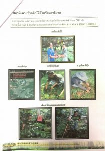 สถานีเพาะชำกล้าไม้จังหวัดนราธิวาส - แปลงปลูกต้นไม้ 59 แปลงที่ 2