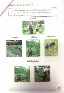 สถานีเพาะชำกล้าไม้จังหวัดนราธิวาส - แปลงปลูกต้นไม้ 59 แปลงที่ 3