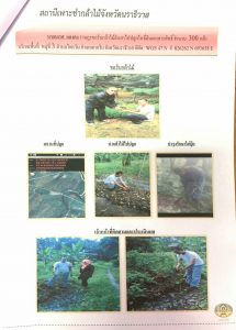 สถานีเพาะชำกล้าไม้จังหวัดนราธิวาส - แปลงปลูกต้นไม้ 59 แปลงที่ 4