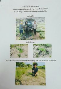 สถานีเพาะชำกล้าไม้จังหวัดบุรีรัมย์ - แปลงปลูกต้นไม้59 แปลงที่ 4