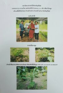 สถานีเพาะชำกล้าไม้จังหวัดบุรีรัมย์ - แปลงปลูกต้นไม้59 แปลงที่ 6