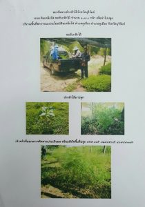 สถานีเพาะชำกล้าไม้จังหวัดบุรีรัมย์ - แปลงปลูกต้นไม้59 แปลงที่ 7