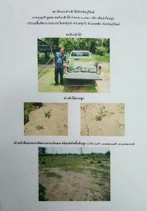 สถานีเพาะชำกล้าไม้จังหวัดบุรีรัมย์ - แปลงปลูกต้นไม้59 แปลงที่ 8