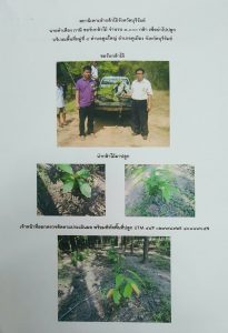 สถานีเพาะชำกล้าไม้จังหวัดบุรีรัมย์ - แปลงปลูกต้นไม้59 แปลงที่ 11