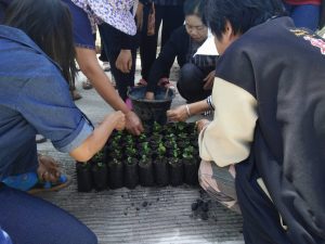 ครูกล้าไม้ - สถานีเพาะชำกล้าไม้แม่สอด จังหวัดตาก -4