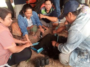 ครูกล้าไม้-สถานีเพาะชำกล้าไม้จังหวัดอุตรดิตถ์ - 4