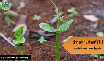 ขั้นตอนในการผลิตกล้าไม้