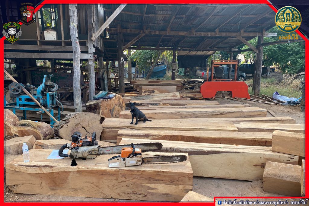 ตรวจสอบไม้ประดู่ จ.ชัยภูมิ