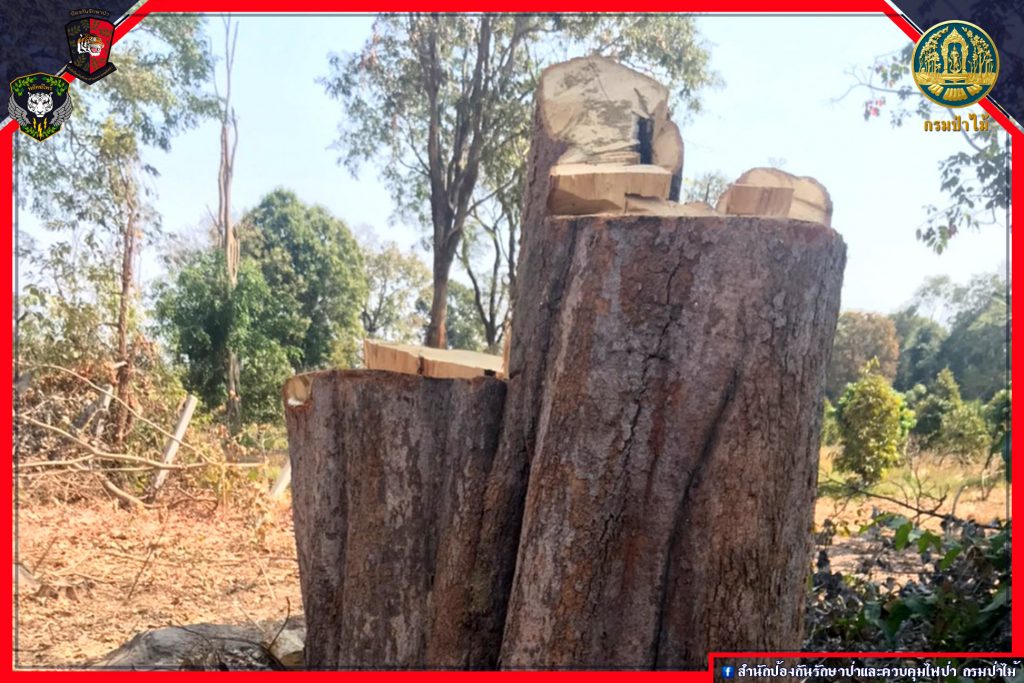 ไม้ของกลางที่ถูกตัด