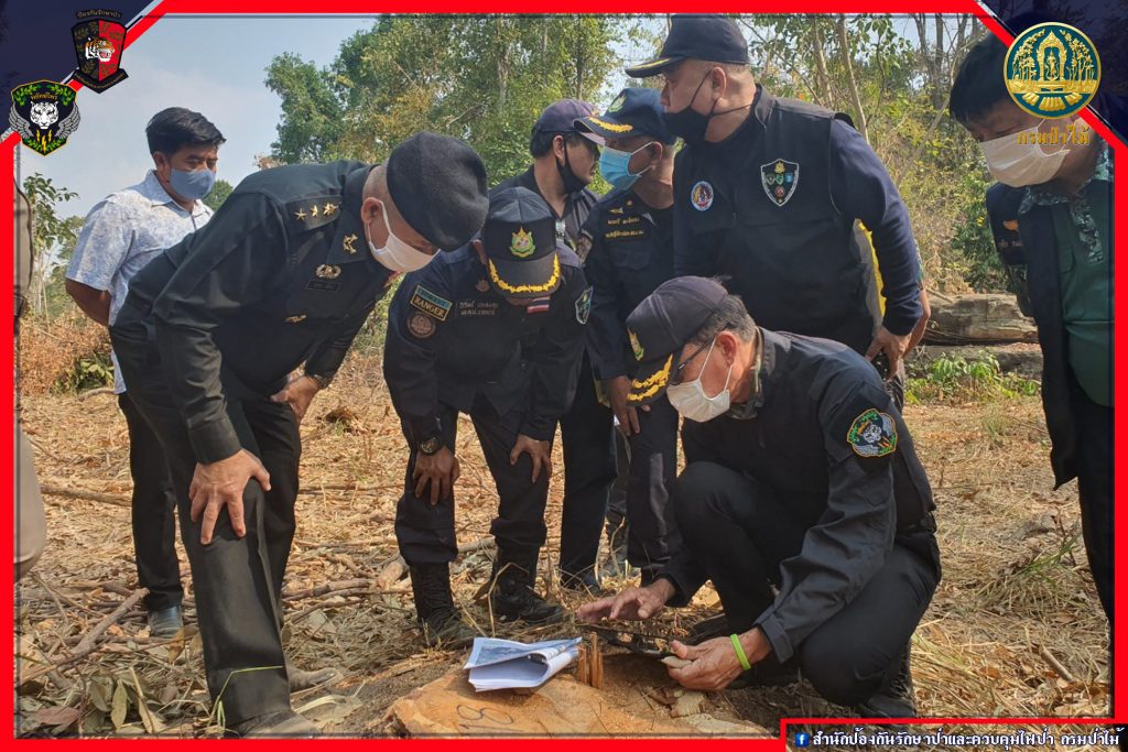 ตรวจสอบไม้ประดู่ จ.ชัยภูมิ