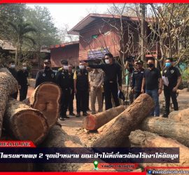 ตรวจสอบไม้ประดู่ จ.ชัยภูมิ