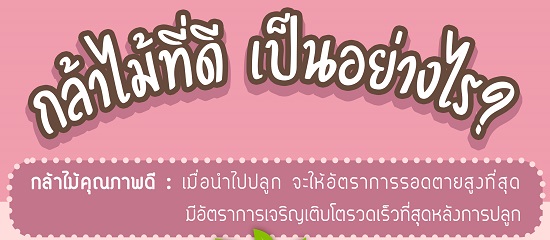 บทความกล้าไม้ที่ดีเป็นอย่างไร