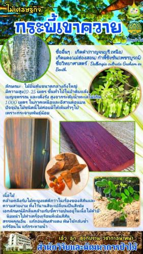 Onepage_๒๑๐๑๒๗_51