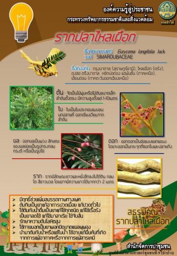 ศูนย์-9-ลำปาง-010362