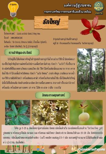 ส่วนอำนวยการ-สจช_250362